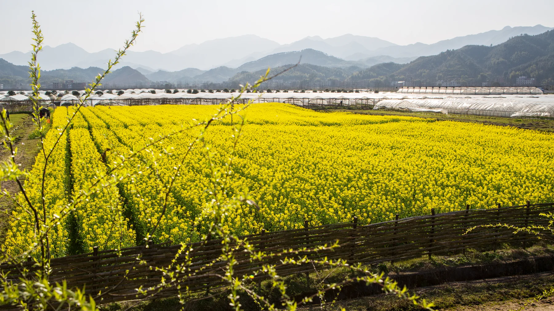 Spring flowers and wooded hills around Zen Farm