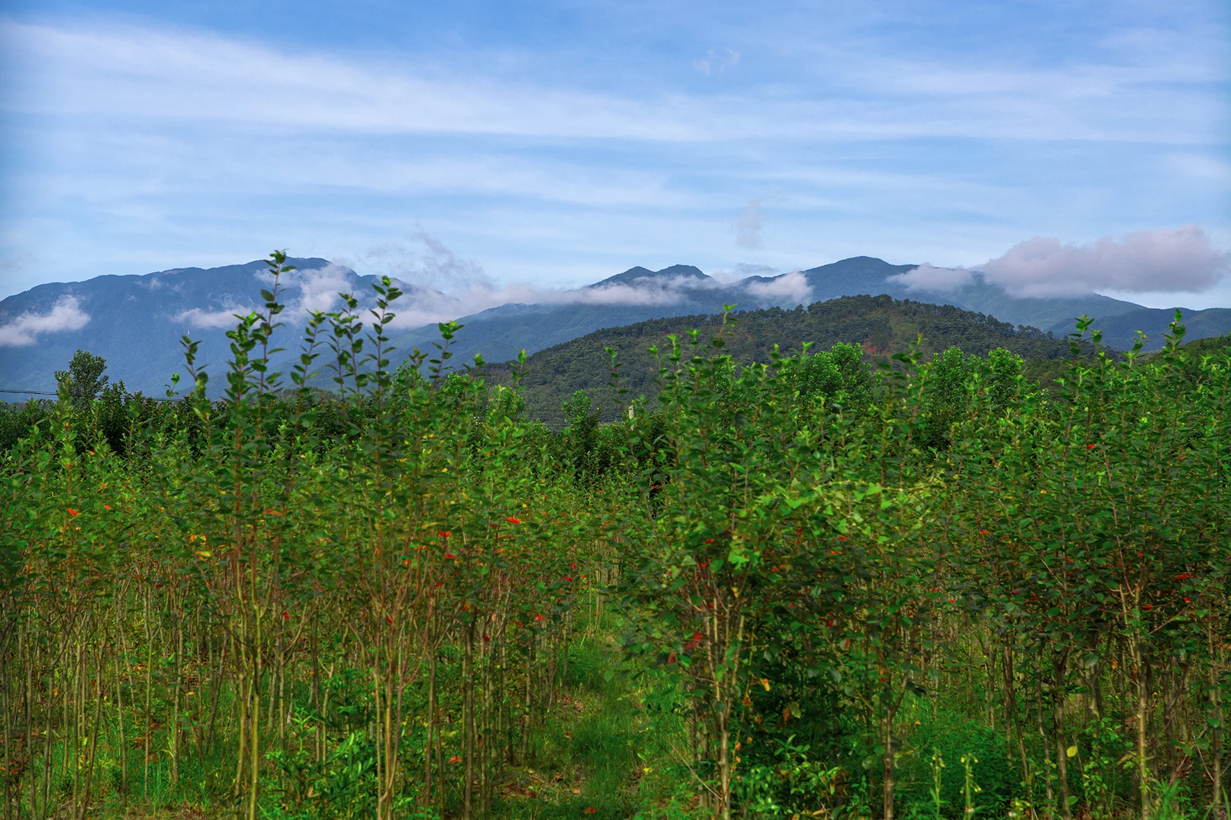 Garden vegetation at Zen Farm with wooded hills and low clouds behind